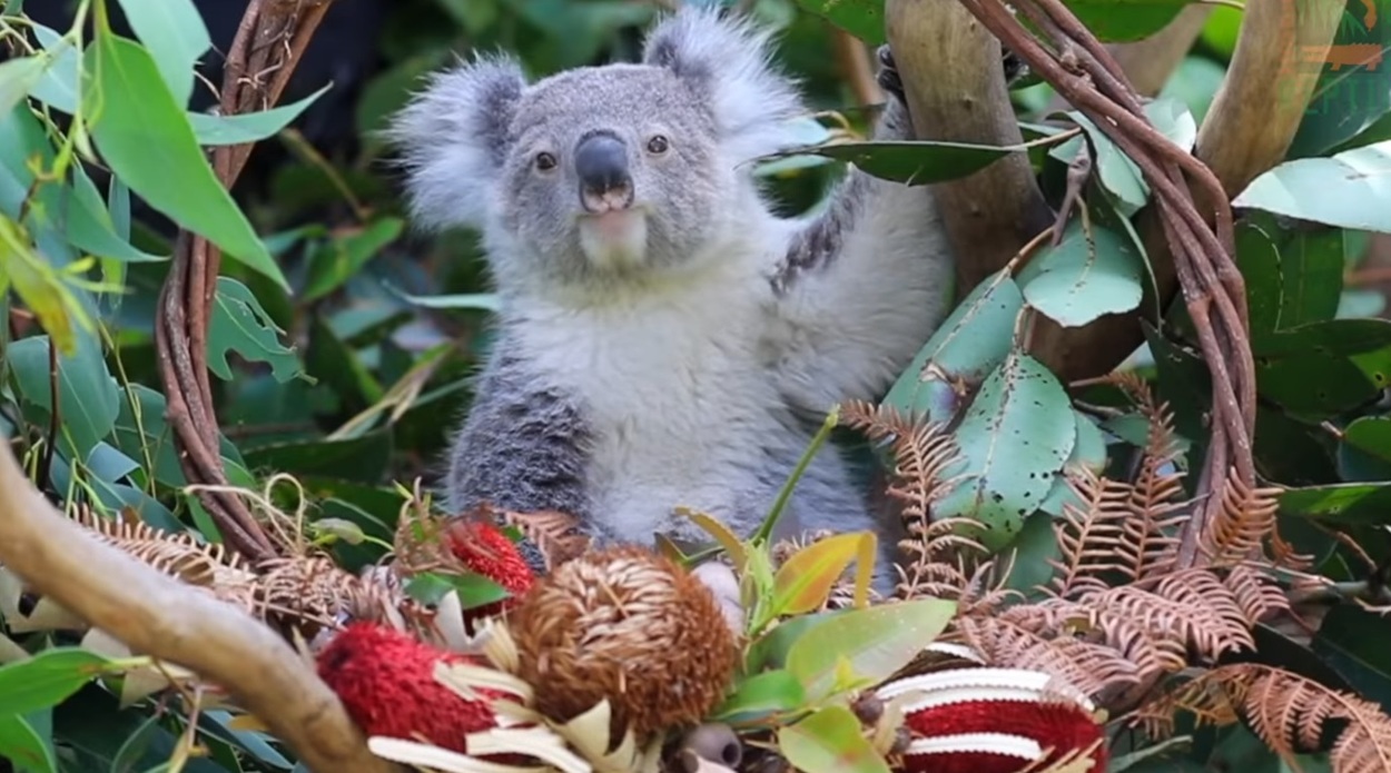 pui de koala în ziua de Crăciun