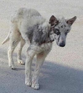 cățelușă abandonată