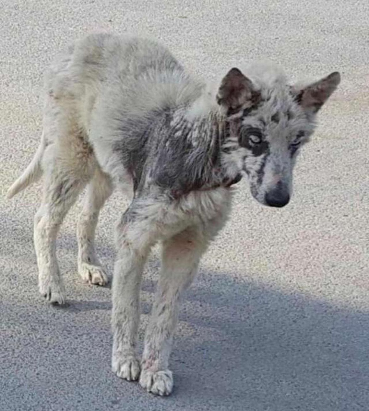 cățelușă abandonată