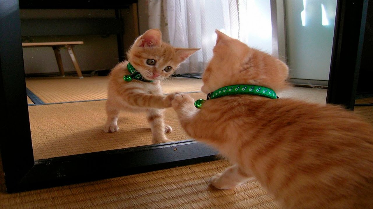 Mirajul oglinzii. Ce văd pisicile când se uită în oglindă