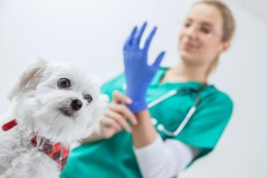 Catel la veterinar, medicul veterinar este pregatit de consult. Sursa foto-countrylife.co.uk