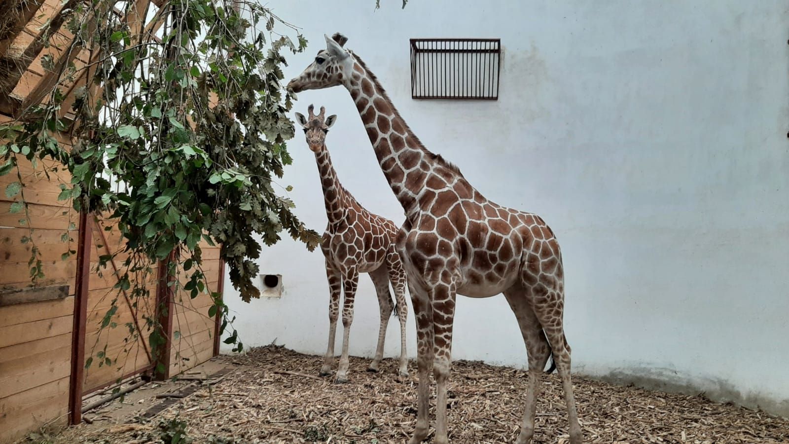  Top 7 grădini zoologice din țara noastră.