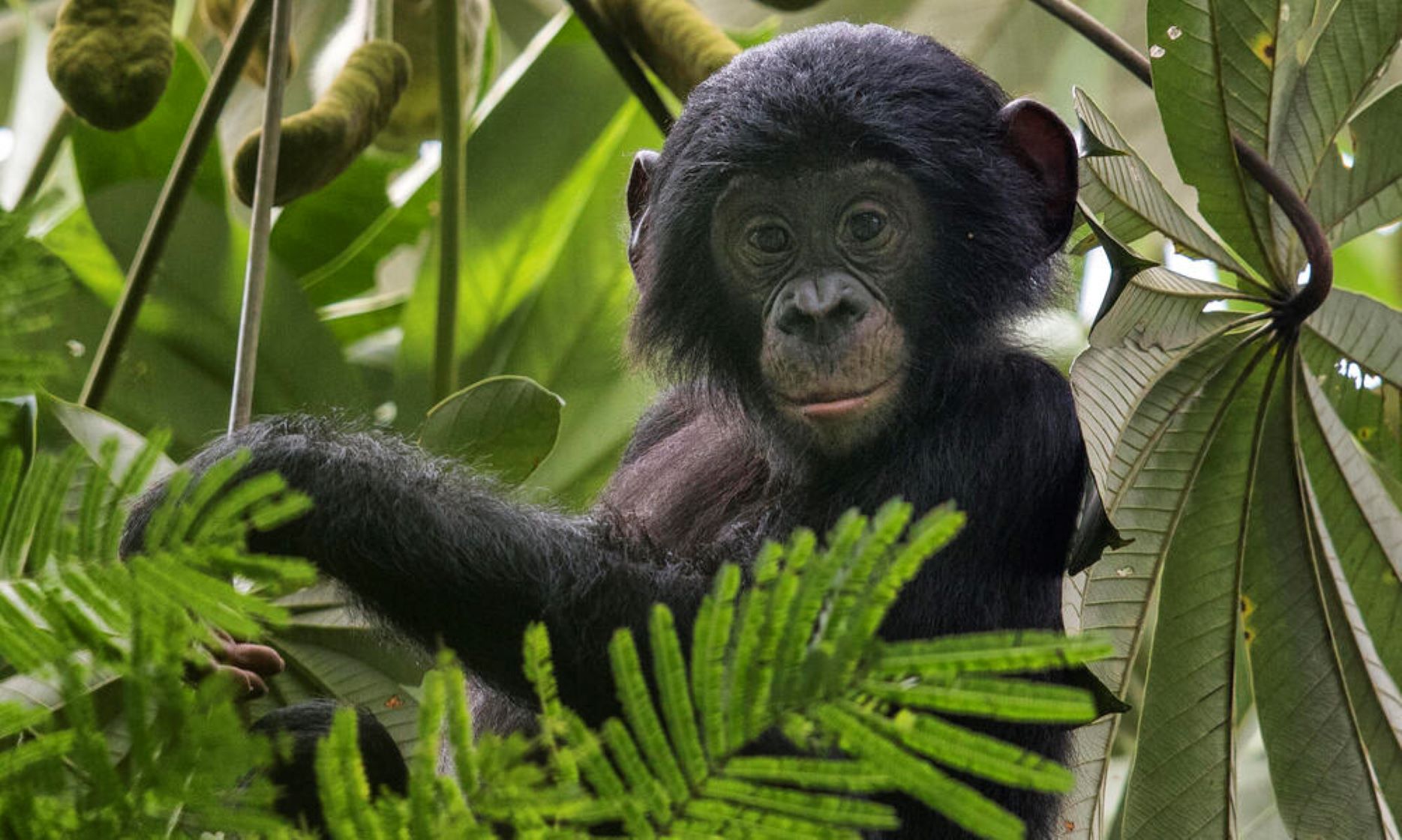 Mamiferele fluorescente: O maimuță în copac
