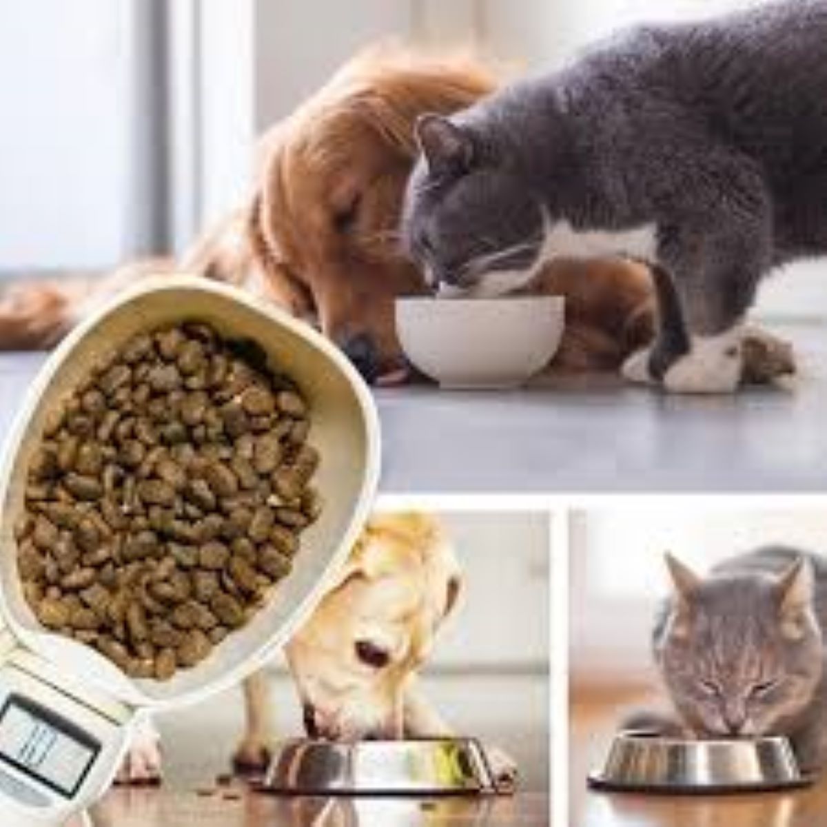 mâncarea pentru câini sau pisici