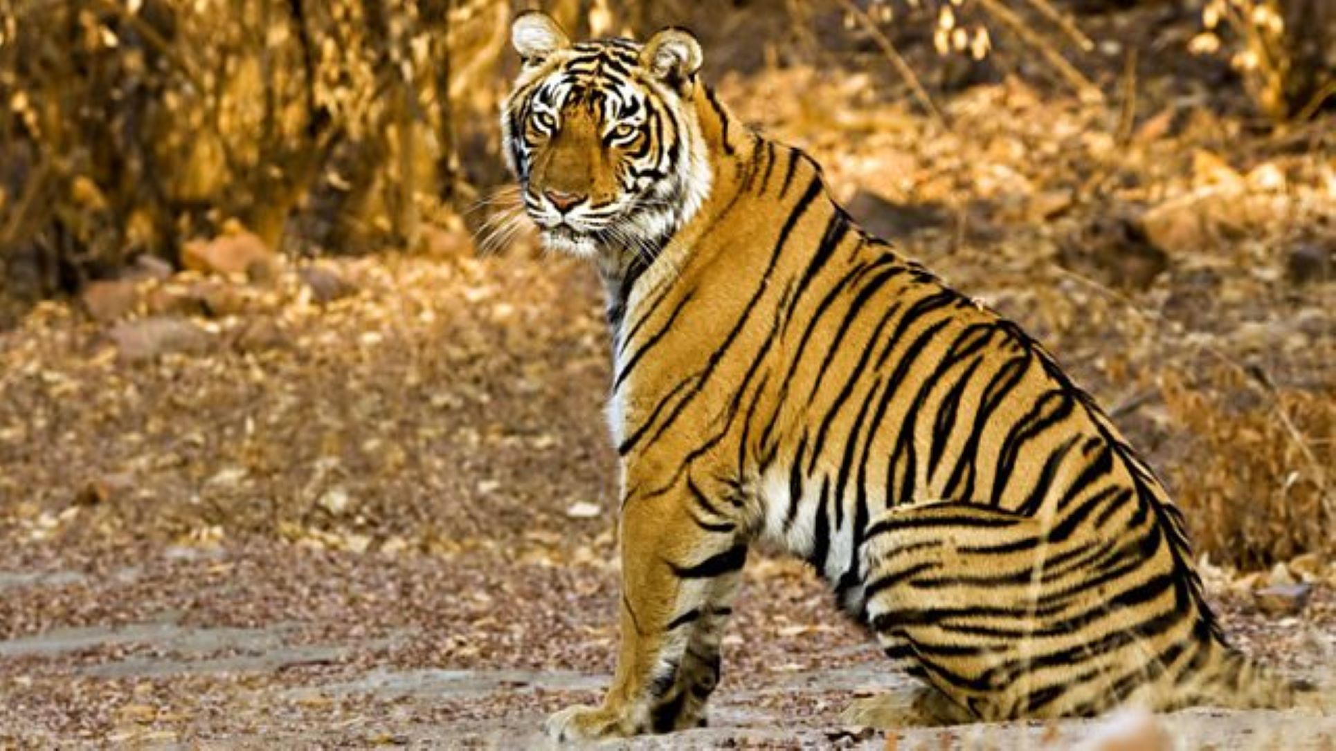 Ligerul: Un tigru
