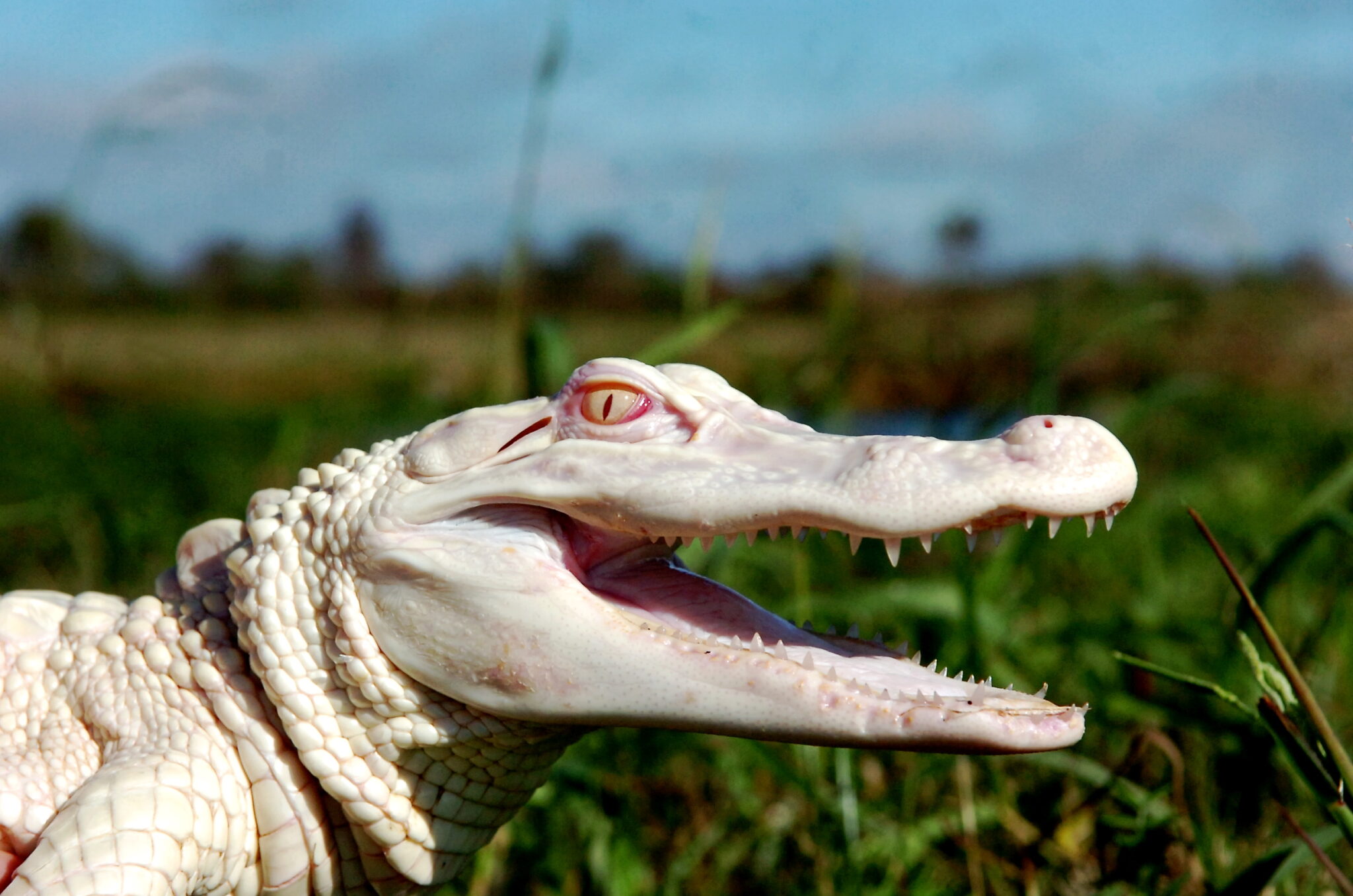 lafermeauxcrocodiles.com