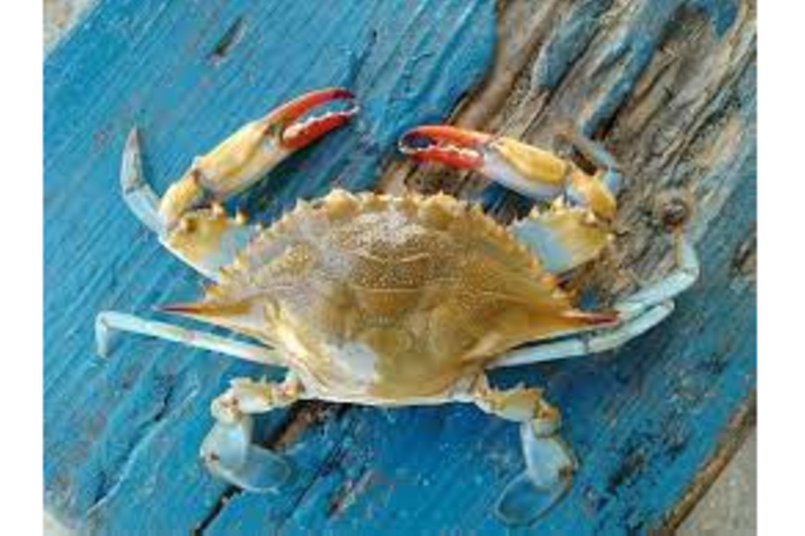 Un crab normal
