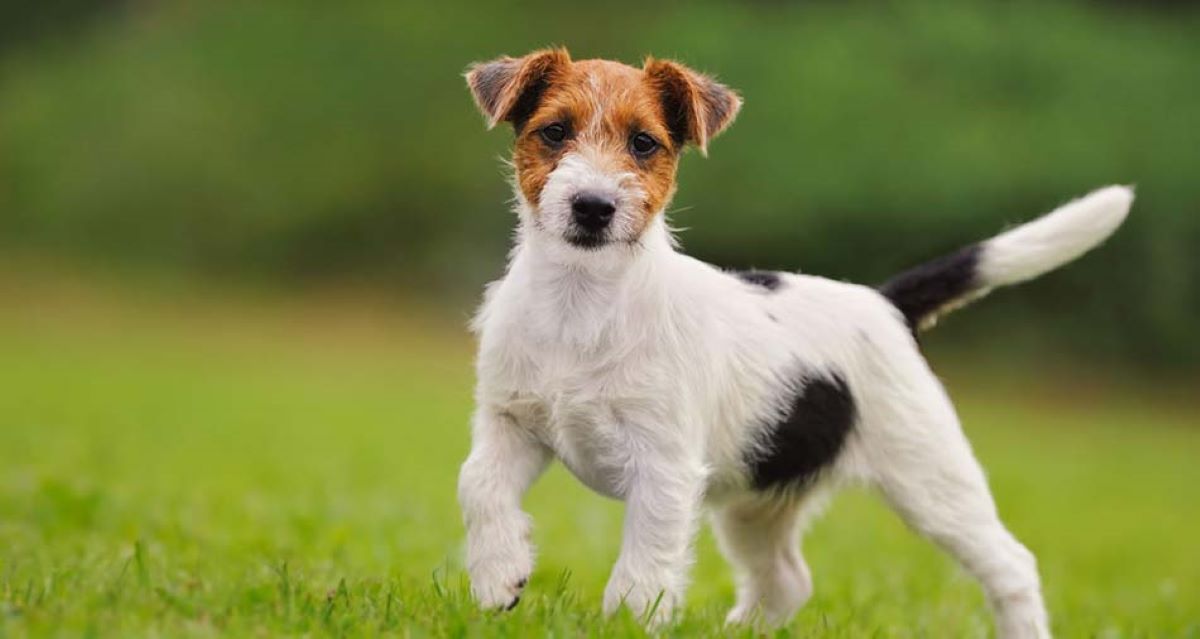 Istoria din spatele folosirii câinilor: Terrier