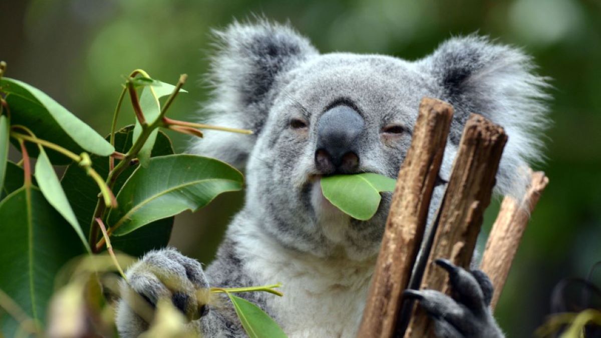 Koala este mamiferul care face parte din categoria animale solitare