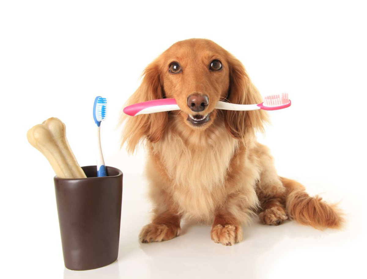 câini și problema dentară