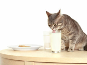 Este bun laptele pentru pisică? Sursa foto: dreamstime.com