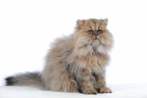 Pisica persană; sursă foto: zooplus.ro