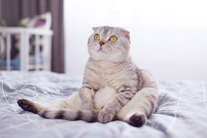 Un Scottish Fold