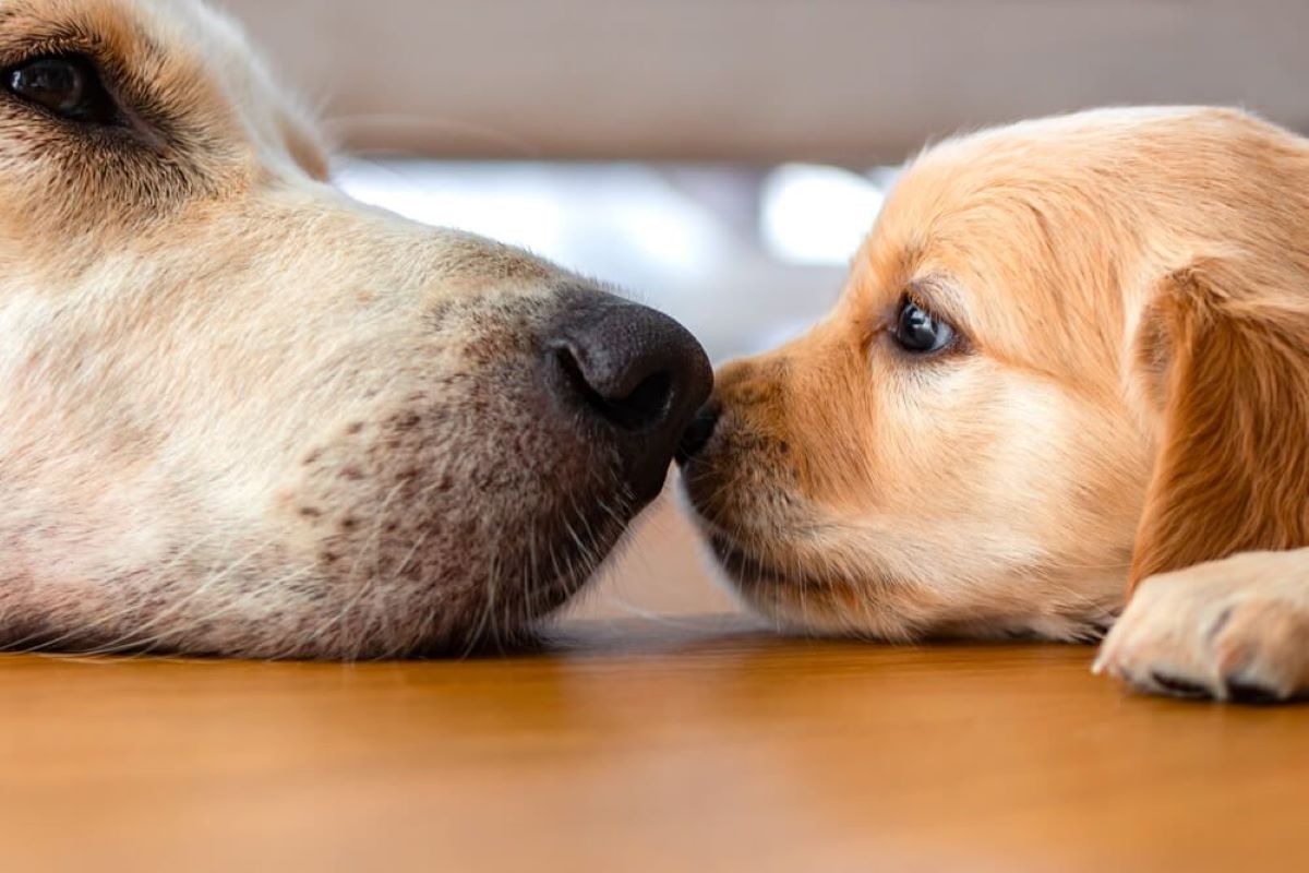 pui de golden retriever cu mama; sursă foto: Petlandtexas.com