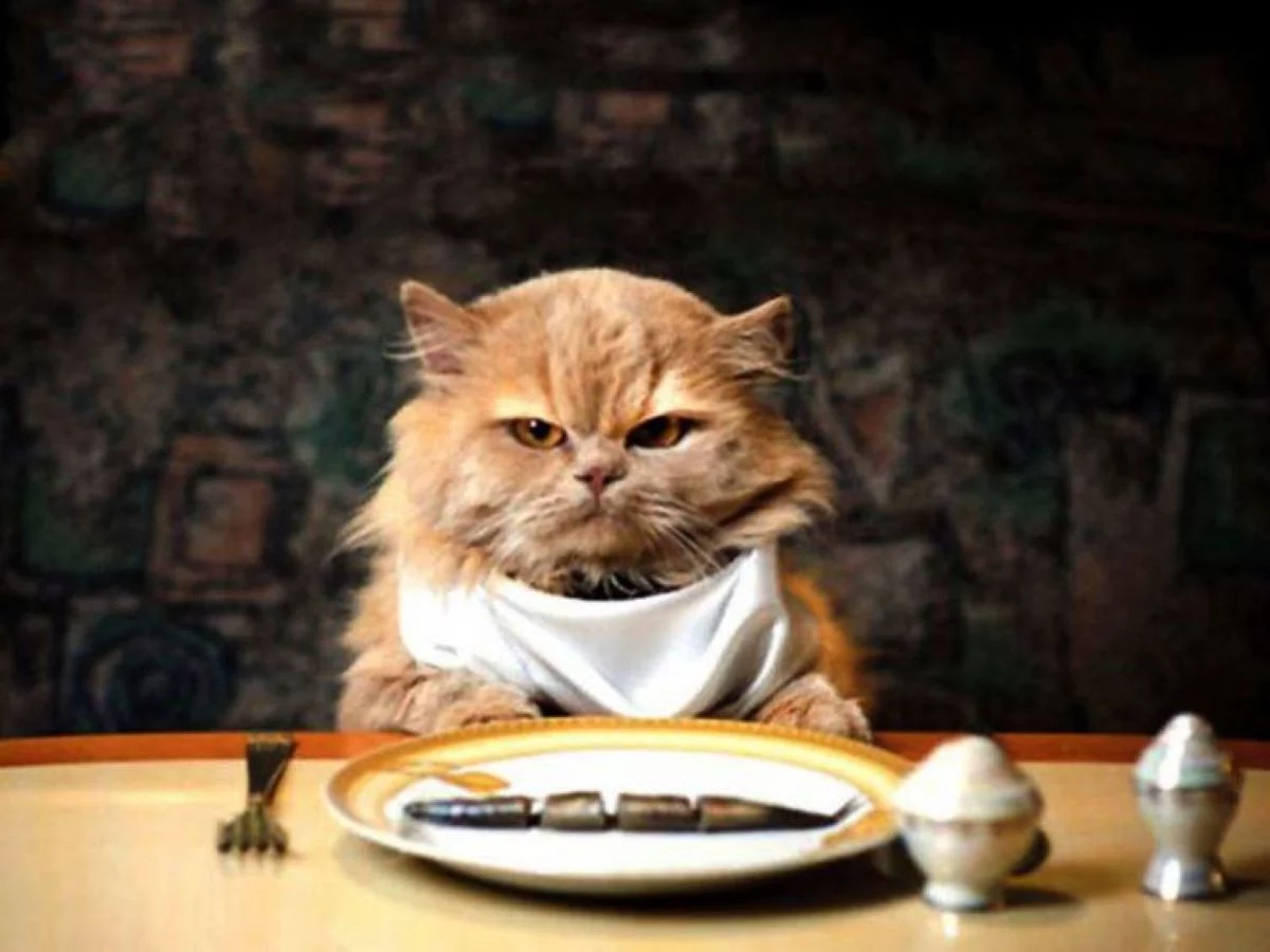 15 alimente care sunt toxice pentru pisici