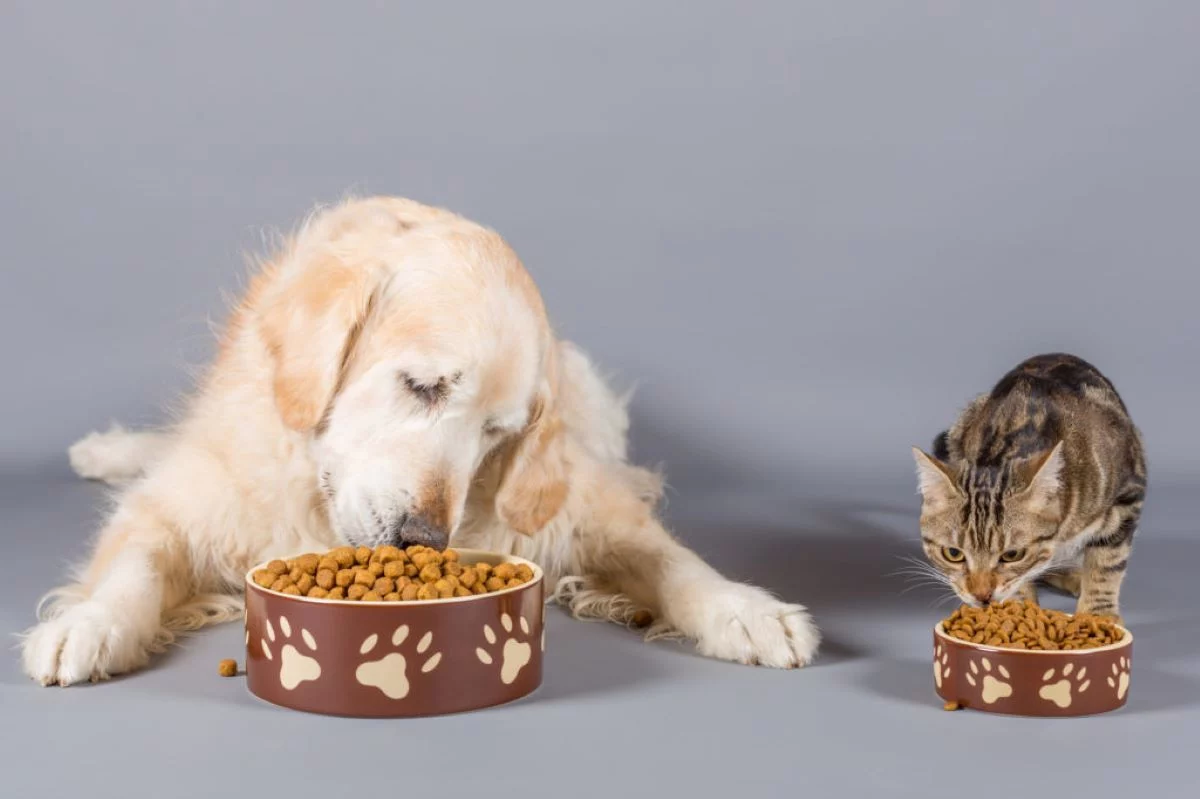 Este sigur să hrăniți câinii și pisicile cu o dietă vegetariană?