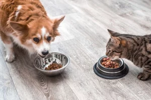 Nu este bine ca pisica ta să consume mâncare de câini