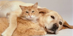 câini și pisici; înțelegerea limmbajului corporal