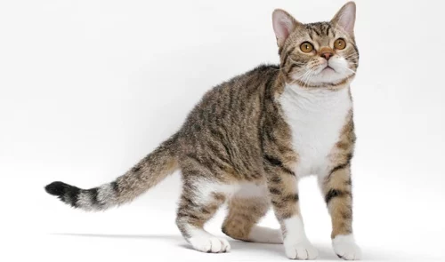 Rasa de pisici American Wirehair a apărut, după cum sugerează și numele, în Statele Unite ale Americii. Mai exact, în New York-ul anilor 1960, după ce un crescător a profitat de o mutație cu care a făcut încrucișări ani de-a rândul. Pentru obținerea rasei din zilele noastre s-a folosit inclusiv American Shorthair, de aici și asemănarea dintre cele două animale