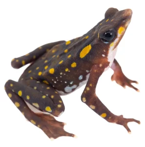 sursă foto: thescientist.com; Un program de reproducere care a început cu doi masculi și două femele de broască arlechin cu nasul lung din Ecuador (Atelopus longirostris), considerată cândva dispărută, are acum zeci de adulți și sute de tineri și mormoloci.