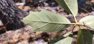 sursă foto: the-scientist.com; Uzul de pe partea inferioară a acestei frunze i-a ajutat pe botaniști să identifice copacul ca fiind un stejar cu frunze târzii (Quercus tardifolia)