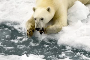 sursă foto:nbcnews.com; un urs polar în Golful Essen, în largul Țării Prințului George, Rusia