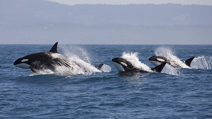 sursă foto: bbcearth.com; Masculii de orcă rămân cu mamele lor pe viață