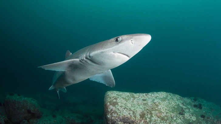 sursă foto: bbcearth.com; Perioada lungă de gestație a câinelui cu țeastă a pus specia în pericol