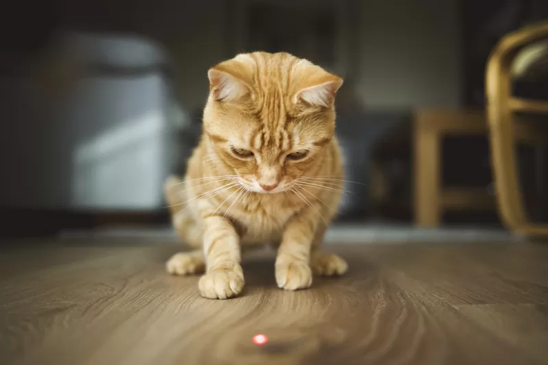 sursă foto: lovetoknowpets.com; pisicuță care urmărește punctul laserului