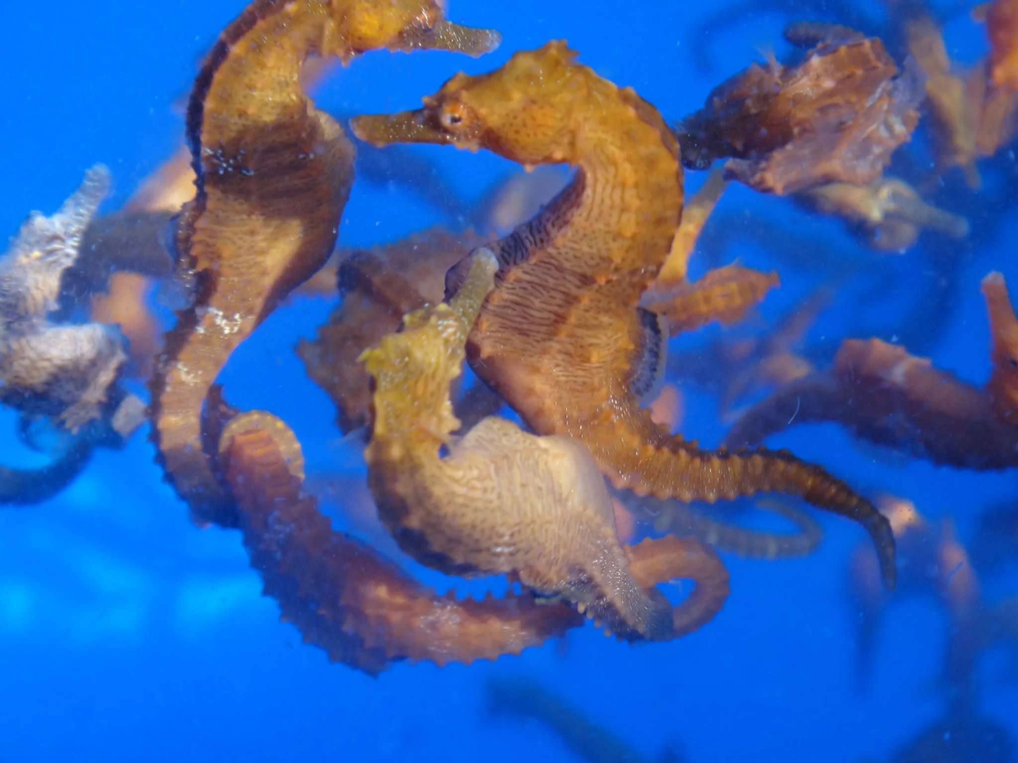 sursă foto: oceanconservancy.org; căluții de mare sunt foarte îndemânatici