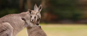 animalsaustralia.org; doi canguri se îmbrățișează