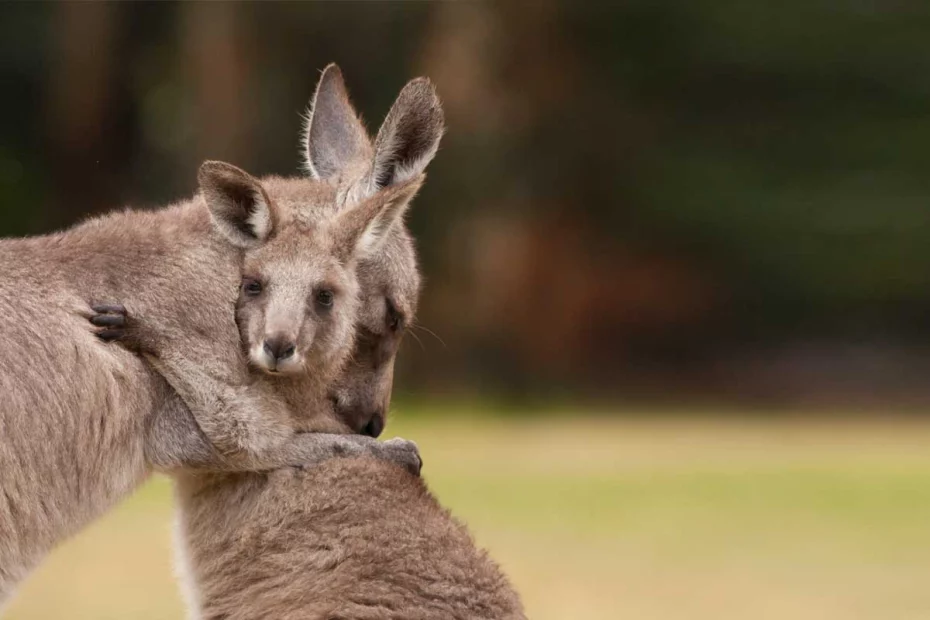 animalsaustralia.org; doi canguri se îmbrățișează