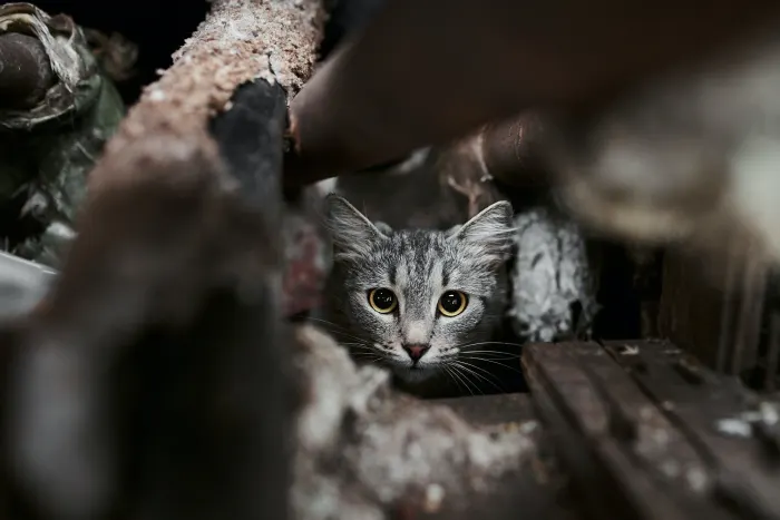 sursă foto:pethelpful.com; Ascunderea sau faptul că este mai puțin sociabilă poate fi un semn de durere la unele pisici.