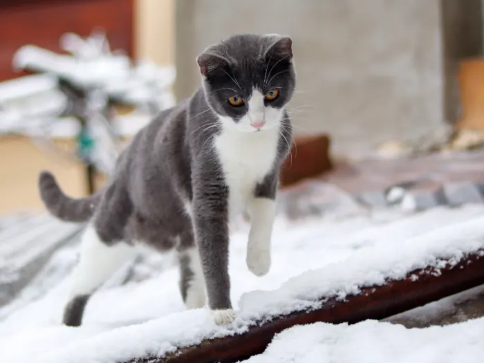 sursă foto:pethelpful.com; hiar dacă o pisică șchiopătează, dar nu are dureri, este important să ne dăm seama de ce