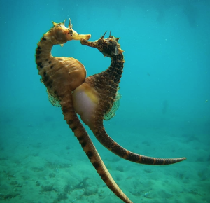 sursă foto:oceanconservancy.org