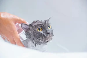 sursă foto:pethelpful.com; Oferirea pisicii tale o baie ocazională poate fi de ajutor