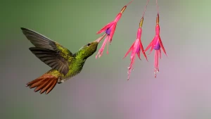 sursă foto; bbcearth.com; Păsări care polenizează 5% din plantele pe care oamenii le folosesc ca hrană sau medicament