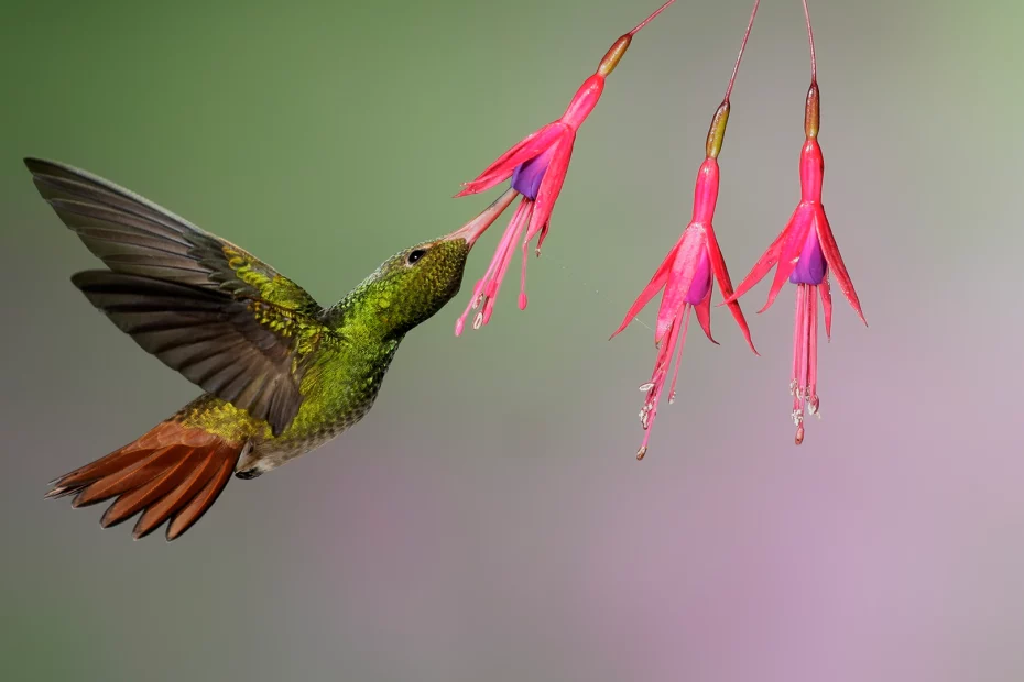 sursă foto; bbcearth.com; Păsări care polenizează 5% din plantele pe care oamenii le folosesc ca hrană sau medicament