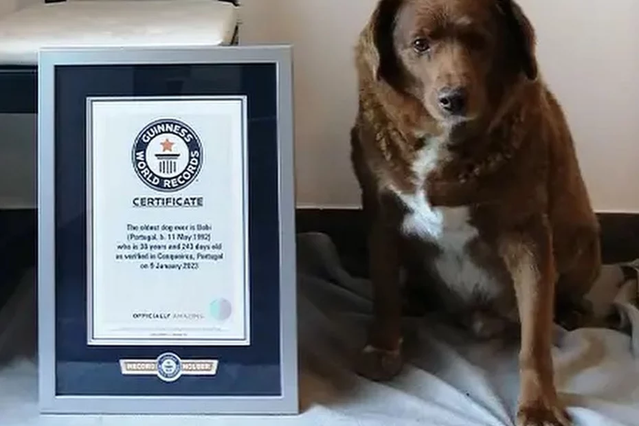 Bobi, cel mai batran cane din lume; descopera.ro