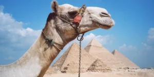 sursă foto: intreabaveterinarul.ro; cămilă în fașa piramidelor din Egipt