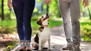 Beagle ieșit la plimbare cu familia lui cutzucutzu.com