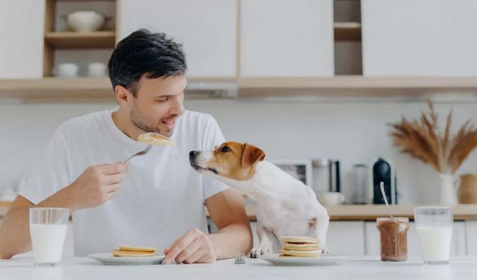 sursă foto: livescience.com; Un bărbat mănâncă clătite la masă, în timp ce câinele său Jack Russell Terrier încearcă să fure o îmbucătură.