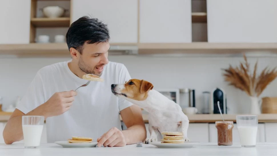 sursă foto: livescience.com; Un bărbat mănâncă clătite la masă, în timp ce câinele său Jack Russell Terrier încearcă să fure o îmbucătură.