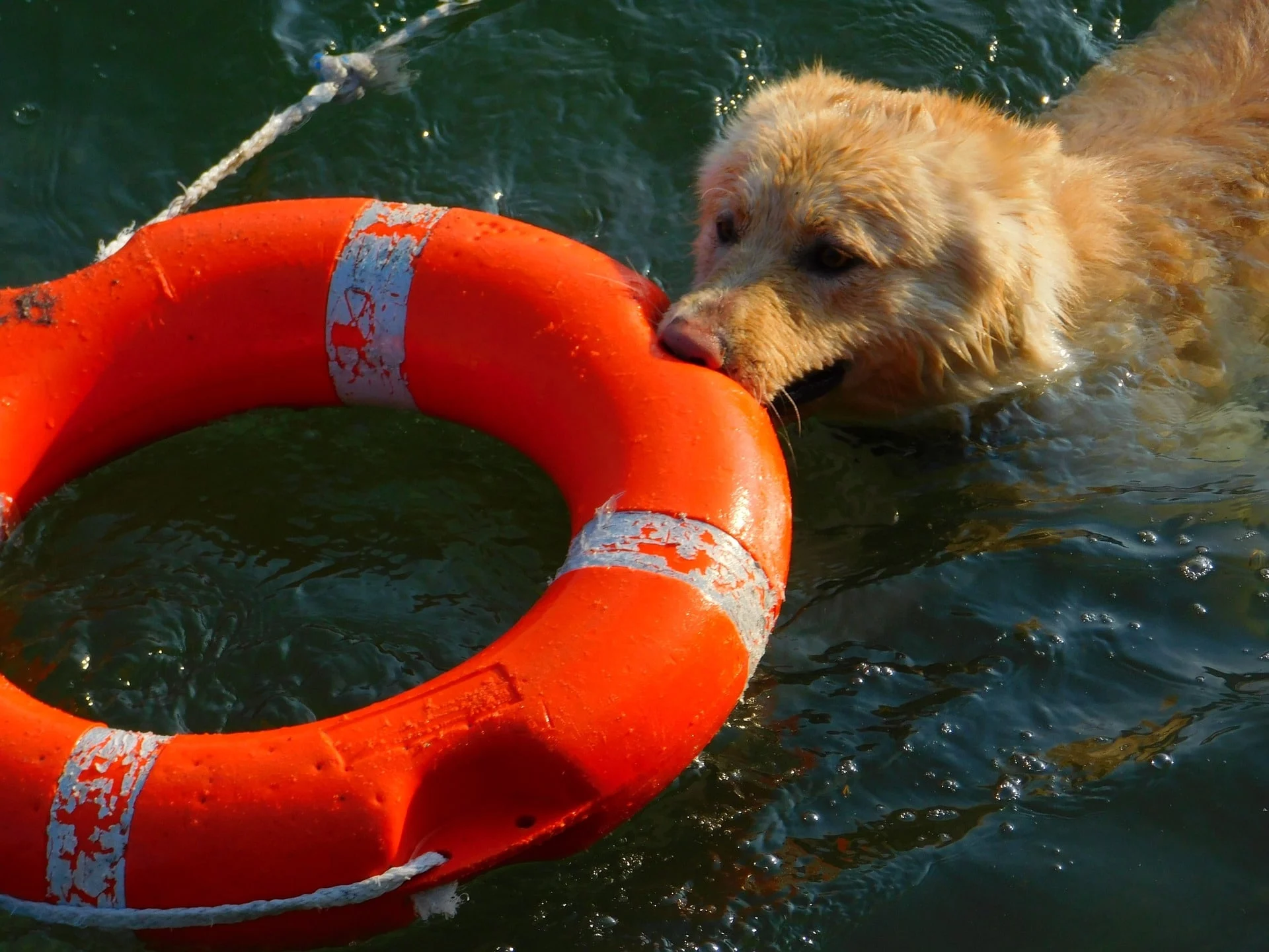 Un câine salvator, sursă foto: rover.com; câine salvator