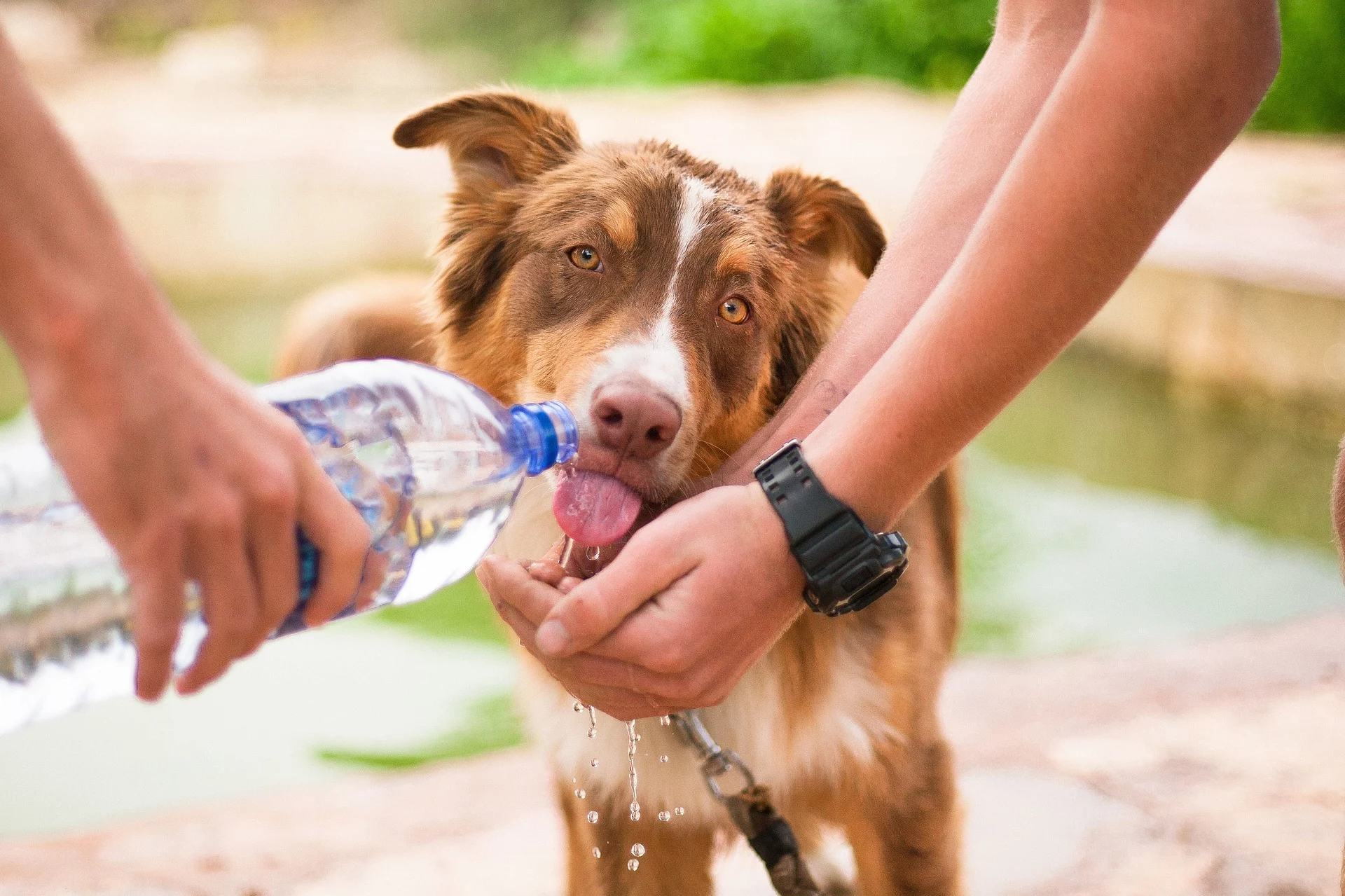 sursă foto: rover.com; cum să-ți pregătești animalul de companie pentru un dezastu natural