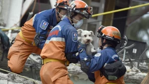 sursă foto: dogtime.com; câțel care a supraviețuit cutremurului dint Turcia