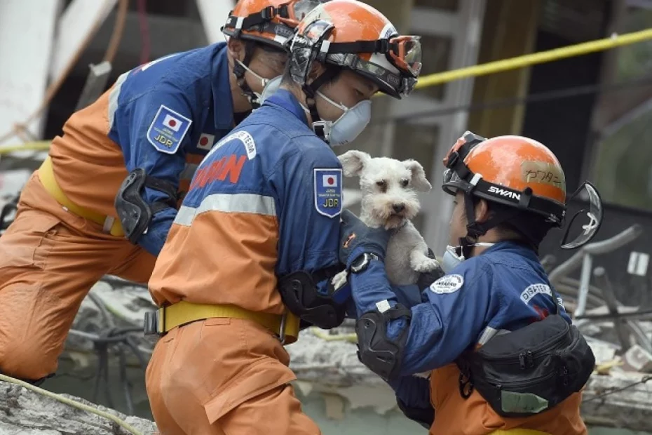 sursă foto: dogtime.com; câțel care a supraviețuit cutremurului dint Turcia