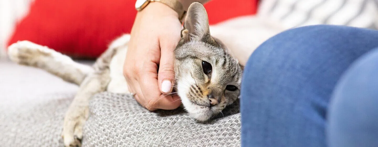 Sfaturi pentru îngrijirea pisicii; sursă foto: www.veterinarladomiciliu.ro