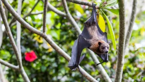 sursă foto; bbcearth.com; peste 500 de tipuri de plante, inclusiv mango, banane și avocado, depind de lilieci pentru polenizare