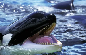 americanoceans.org